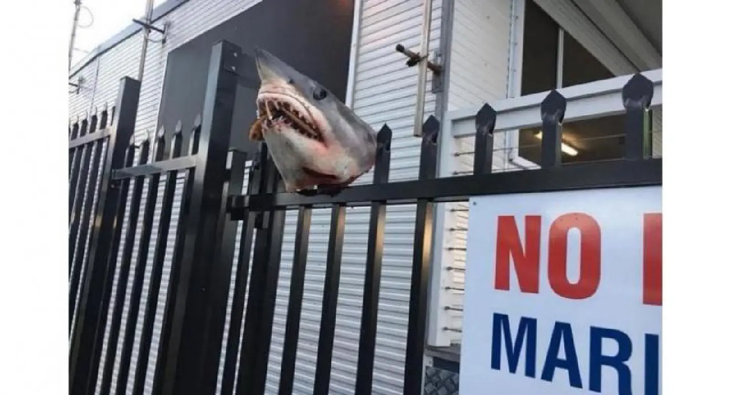 Shark head found impaled on Australia fence