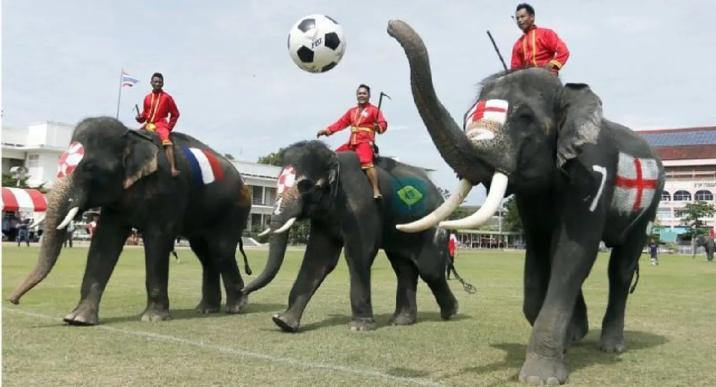 Elephant footballers take on students as part of campaign against betting during World Cup Elephant footballers take on students as part of campaign against betting during World Cup