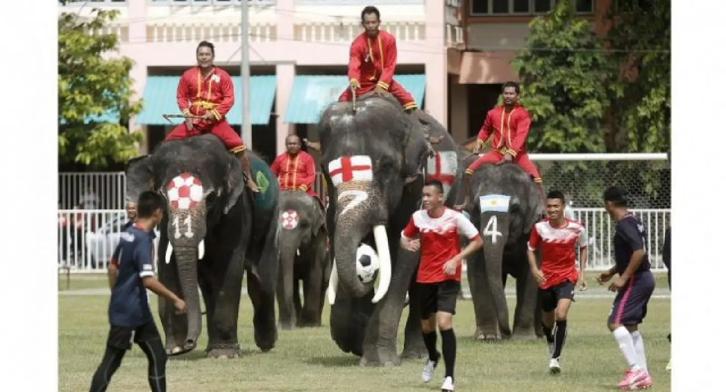 Elephants join police, psychiatrists to kick football gambling into touch Elephants join police, psychiatrists to kick football gambling into touch