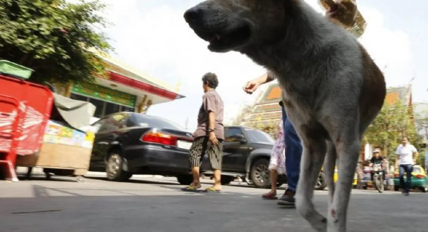 10th rabies victim in Rayong dies 10th rabies victim in Rayong dies