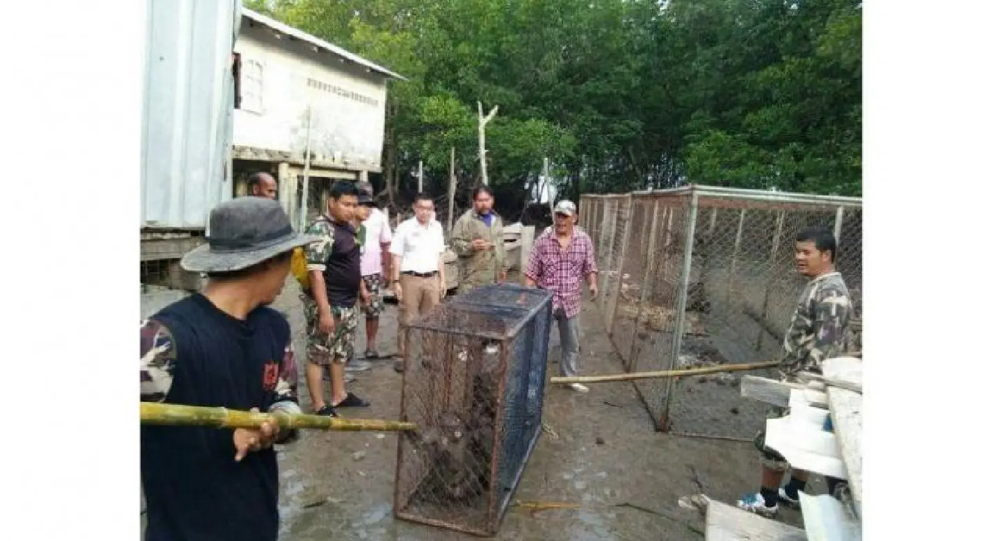 Monkeys pay price for rubbing Phuket residents the wrong way