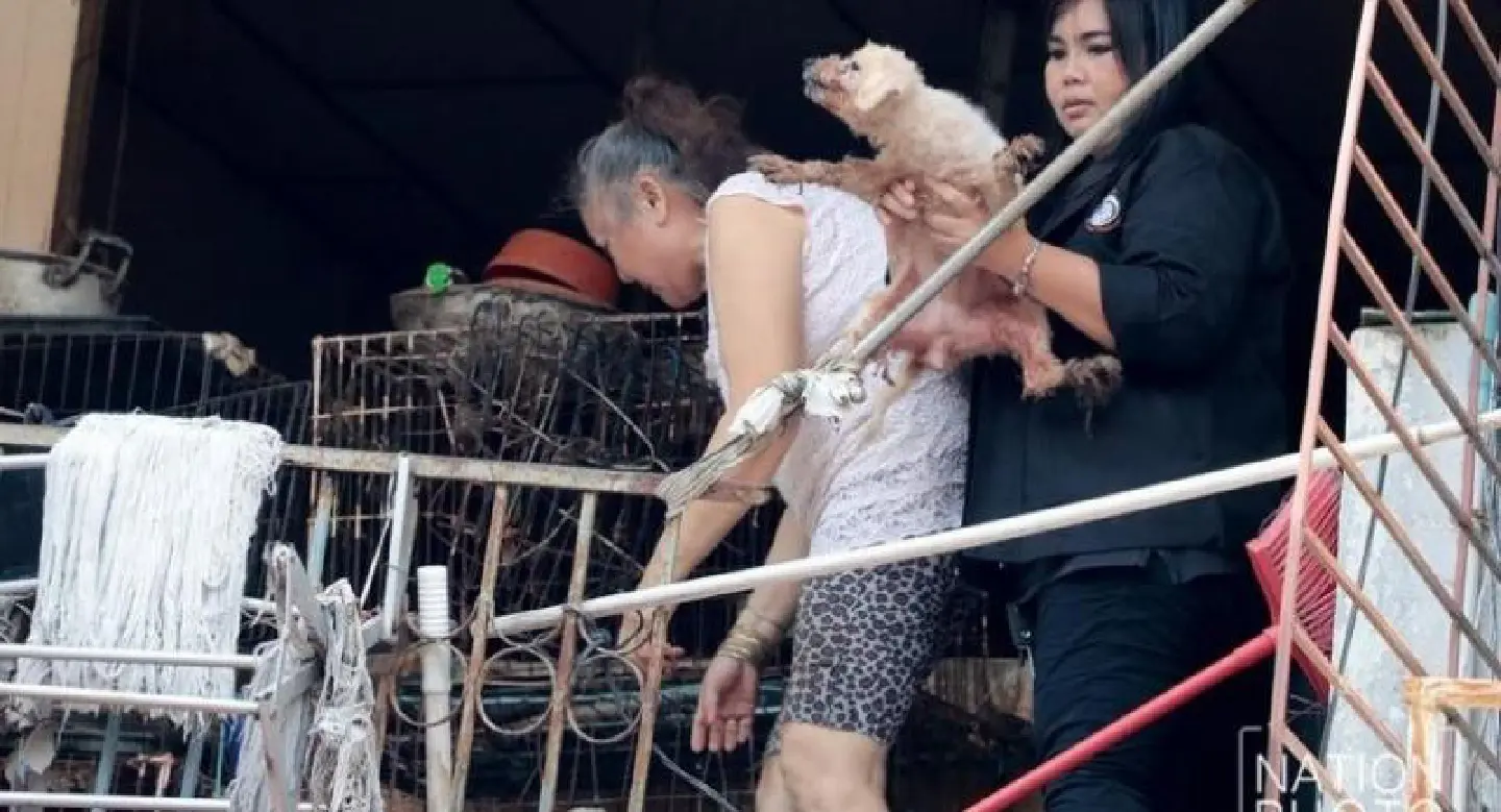 Woman raising 30 dogs takes umbrage at torture accusations Woman raising 30 dogs takes umbrage at torture accusations