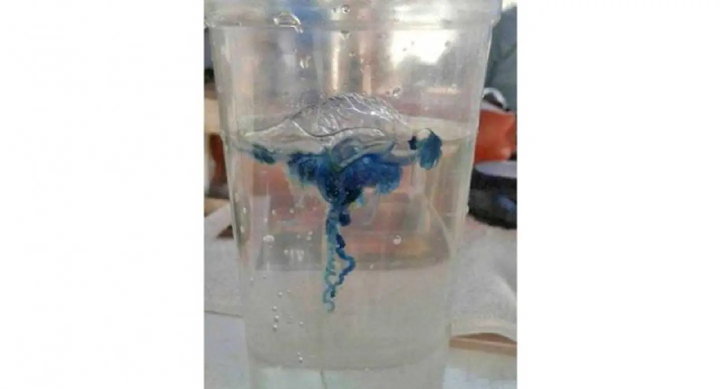 Phuket lifeguards warn swimmers after Portuguese man o’ war found on beaches Phuket lifeguards warn swimmers after Portuguese man o’ war found on beaches