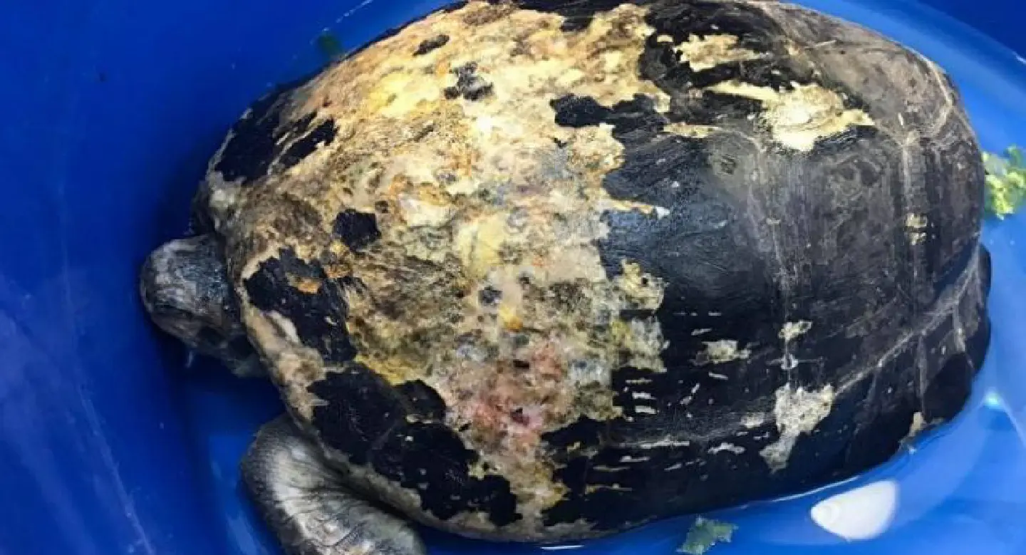 Senior vet warns temple ponds are health hazard for turtles Senior vet warns temple ponds are health hazard for turtles