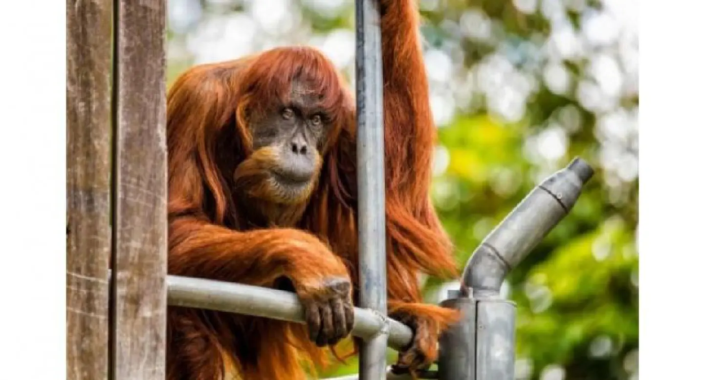 World’s oldest Sumatran orangutan dies aged 62 World’s oldest Sumatran orangutan dies aged 62