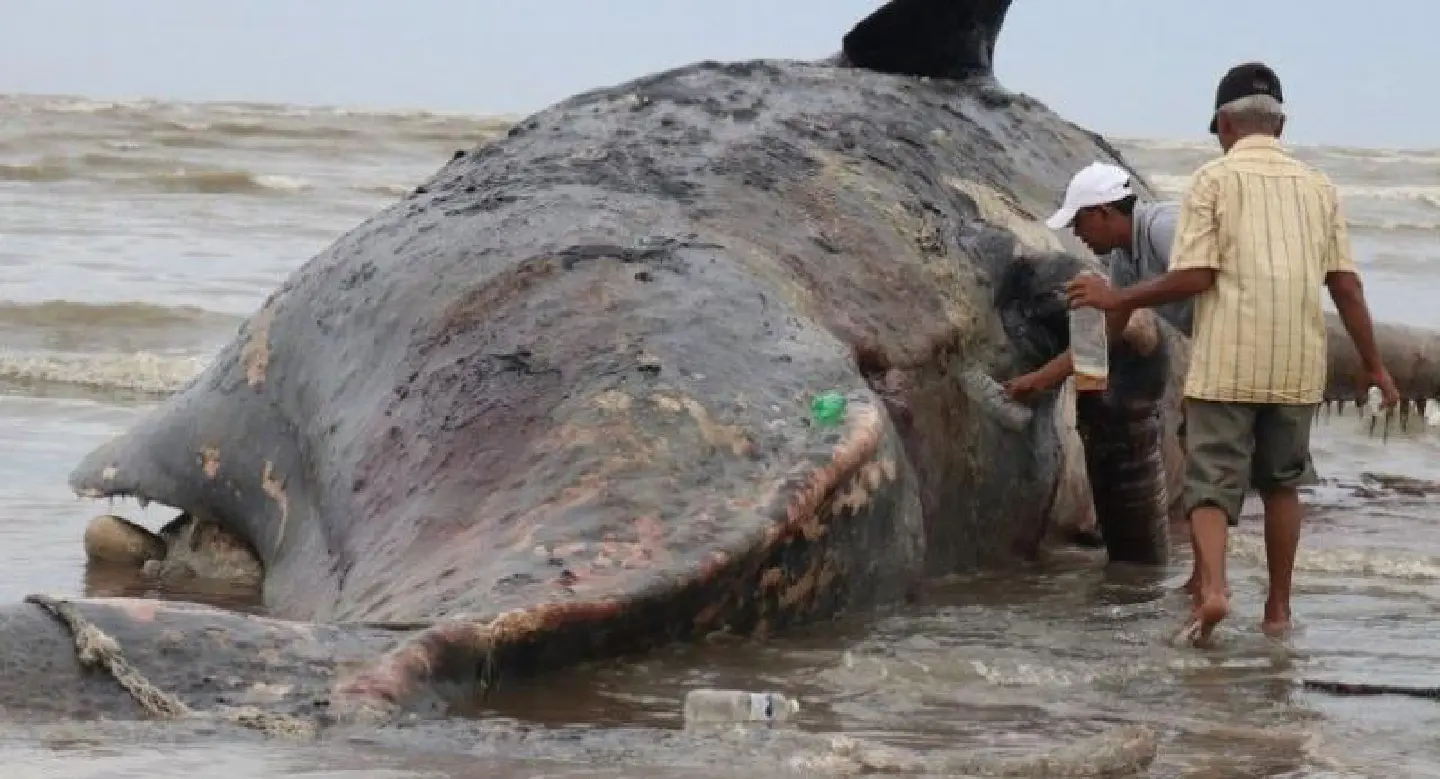 Locals on Indonesia’s north coast strike whale oil The Jakarta Post Locals on Indonesia’s north coast strike whale oil The Jakarta Post