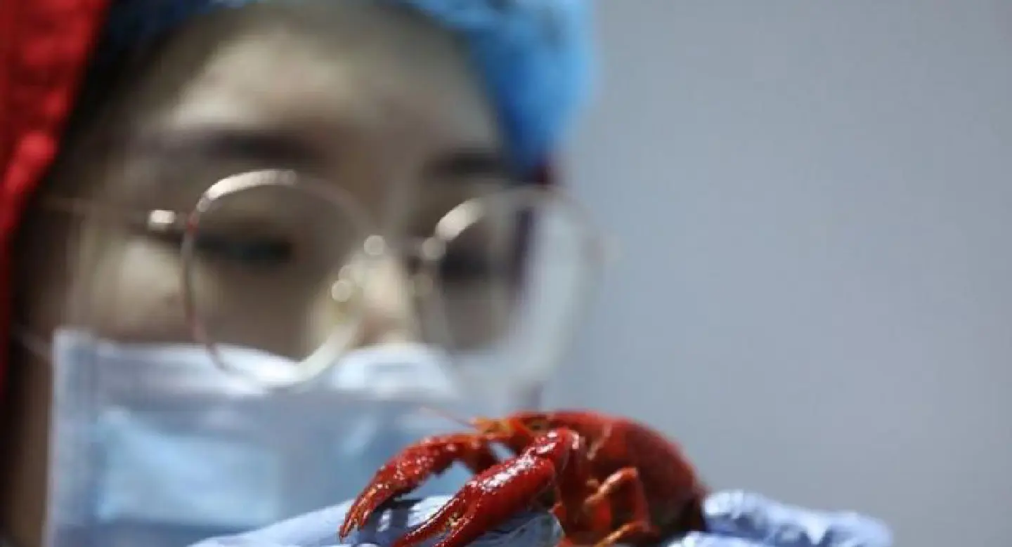 Life of a crawfish 'taster'