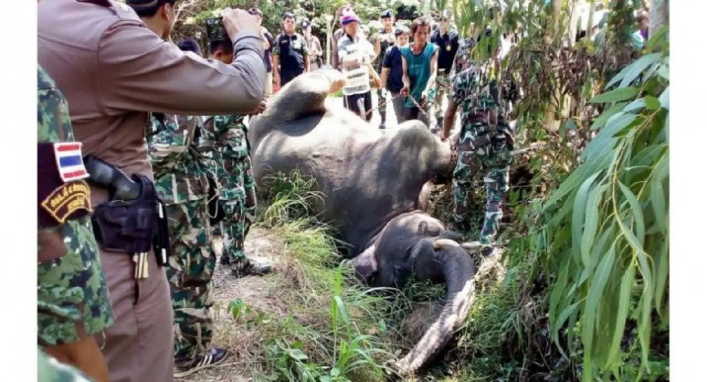 Elephant found died in Chachoengsao Elephant found died in Chachoengsao
