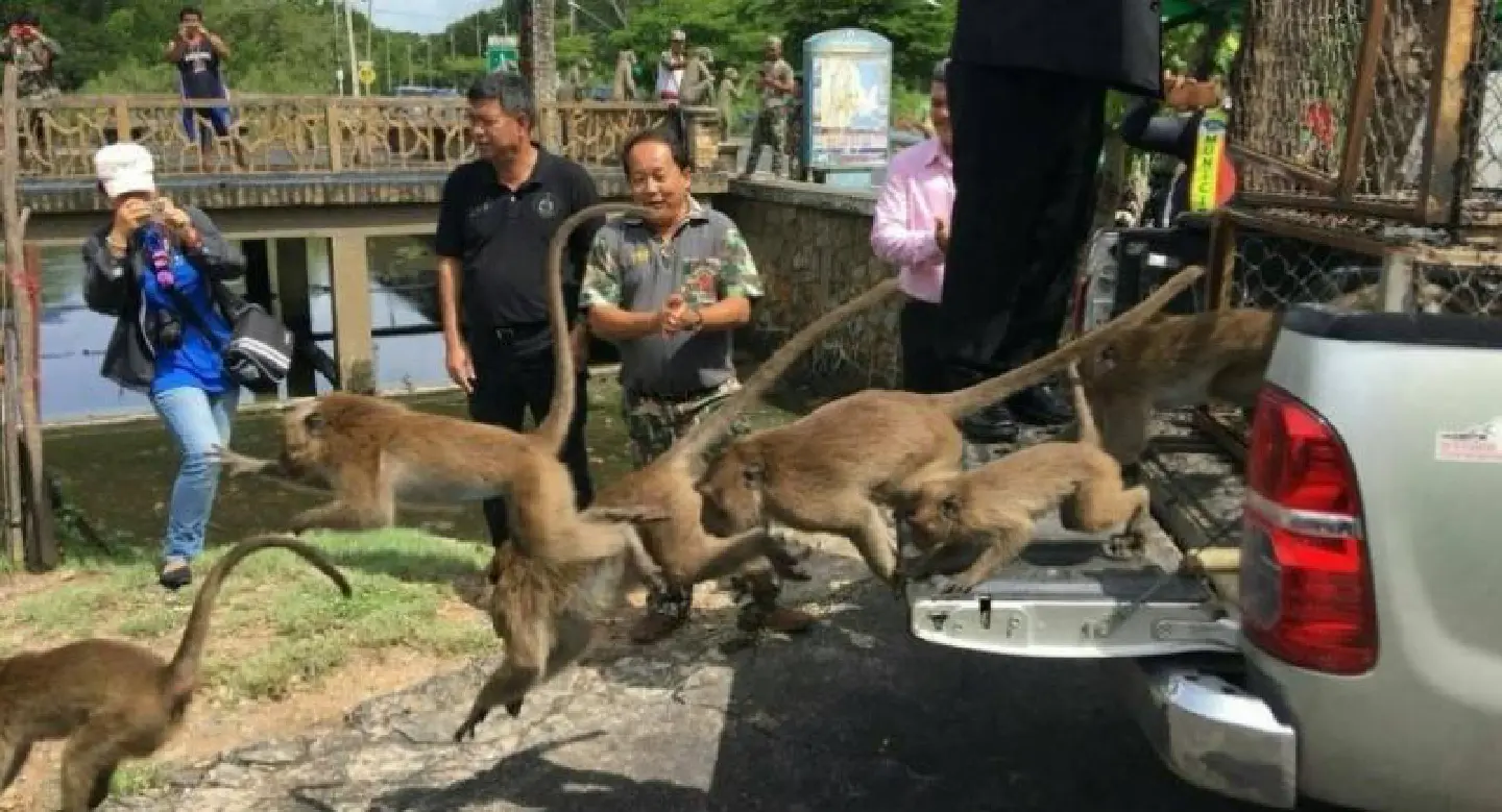 41 sterilised monkeys released on Koh Sirey 41 sterilised monkeys released on Koh Sirey