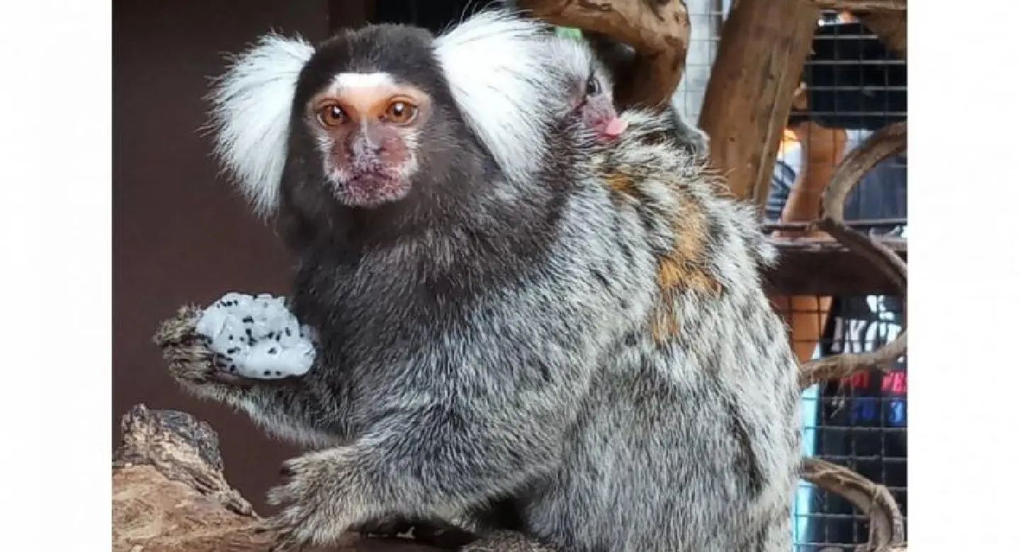 Nakhon Ratchasima Zoo welcomes tiny primate