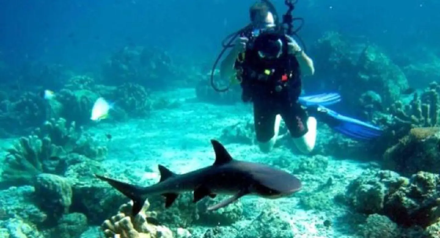 Sharks are worth more alive than dead, as they contribute RM220mil yearly to Sabah's economy via div