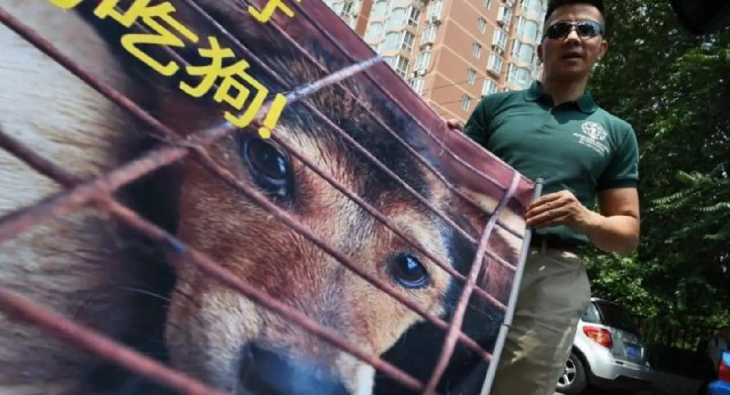 Activists rethinking tactics to counter China’s annual dog meat festival Activists rethinking tactics to counter China’s annual dog meat festival