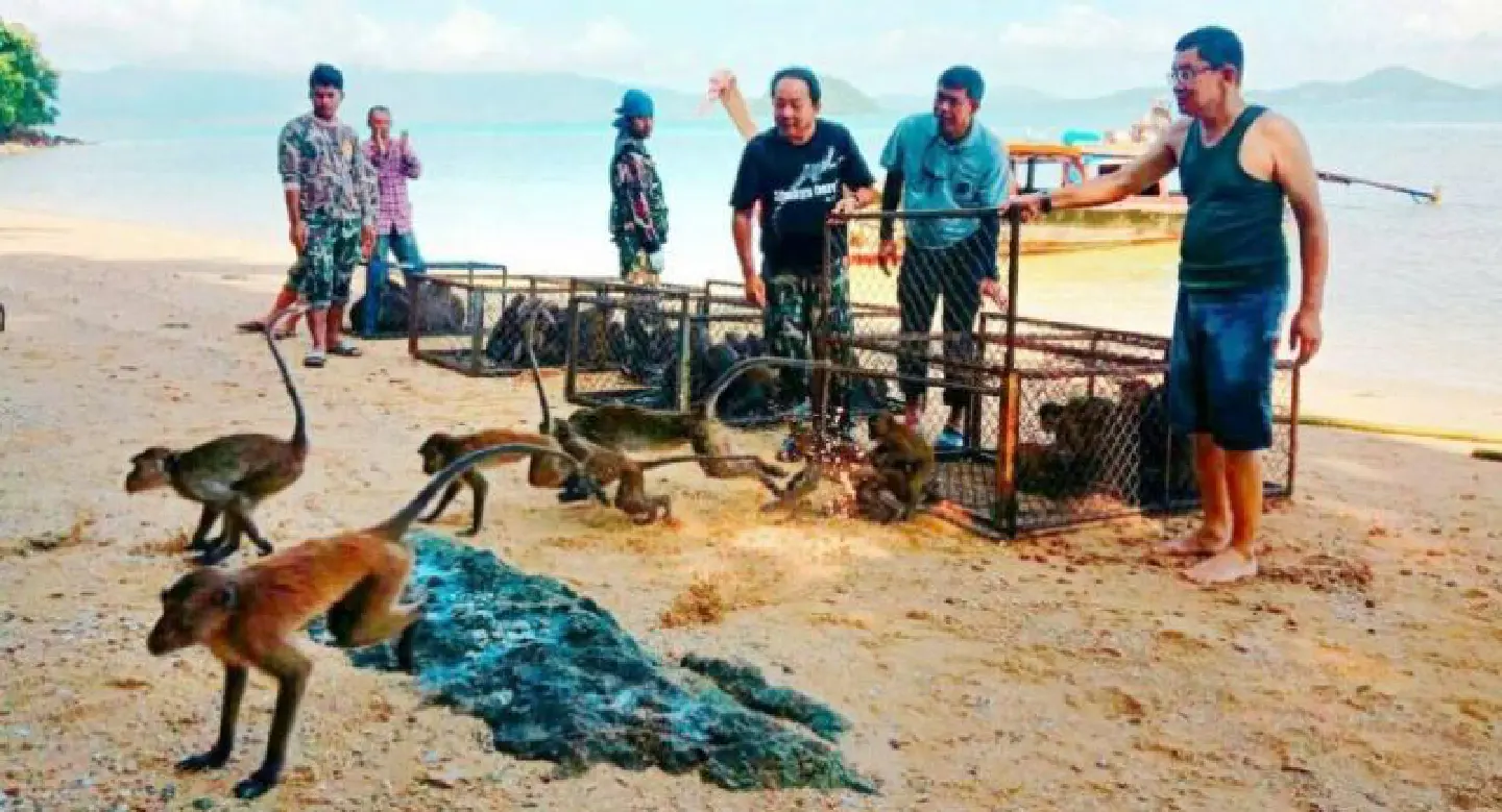 Monkeys released on Koh Payu