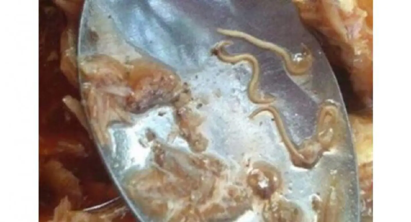 Malaysia warns of disease carrying worms in canned sardines from China Malaysia warns of disease carrying worms in canned sardines from China