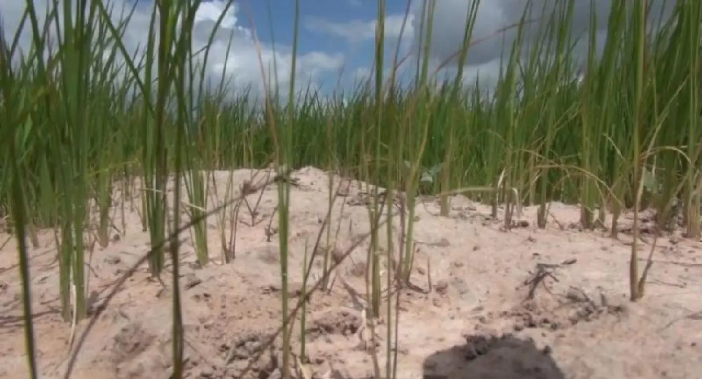 Rainmaking aims to save jasmine rice Rainmaking aims to save jasmine rice