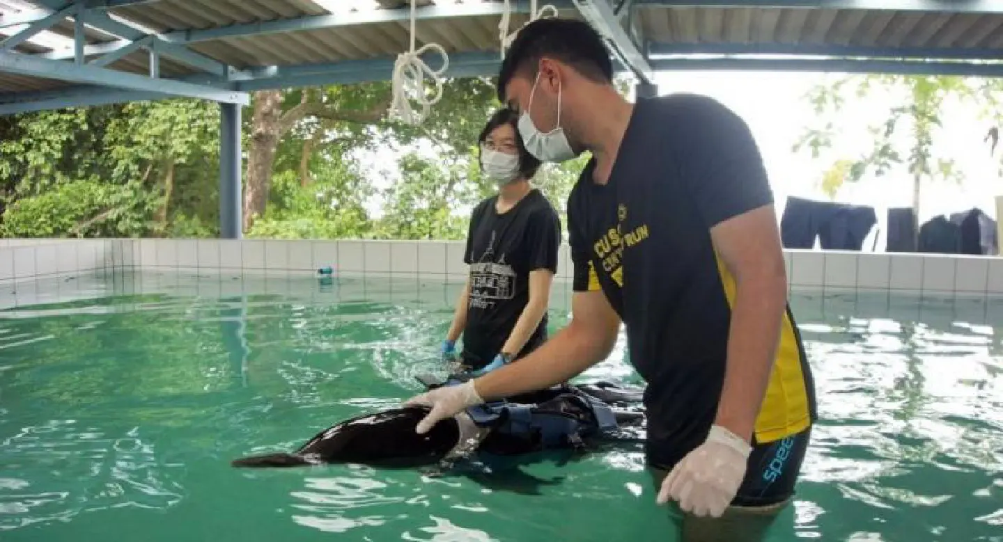 Tides bring dolphin ashore in Koh Yao Tides bring dolphin ashore in Koh Yao
