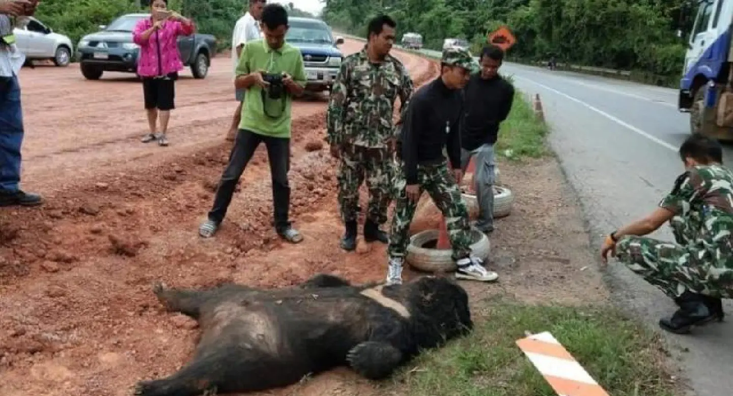 Asian black bear killed in Prachin Buri Asian black bear killed in Prachin Buri