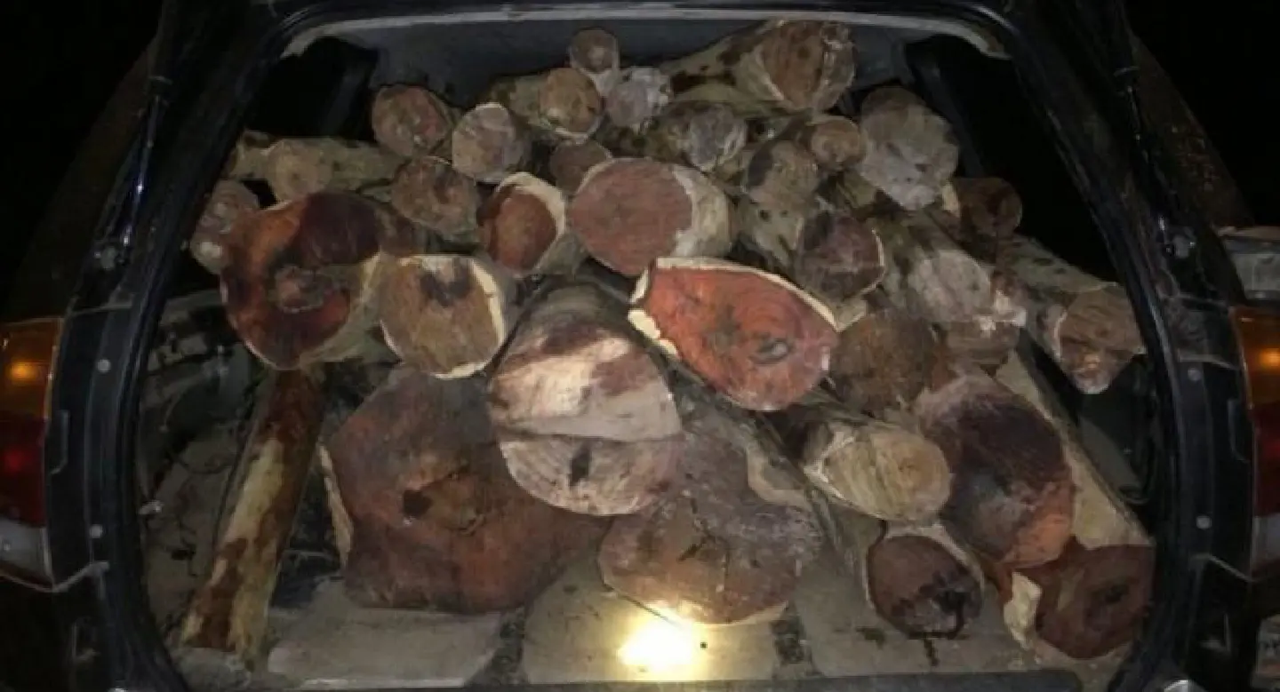 Rangers seize rare logs as smugglers flee down Ubon forest paths