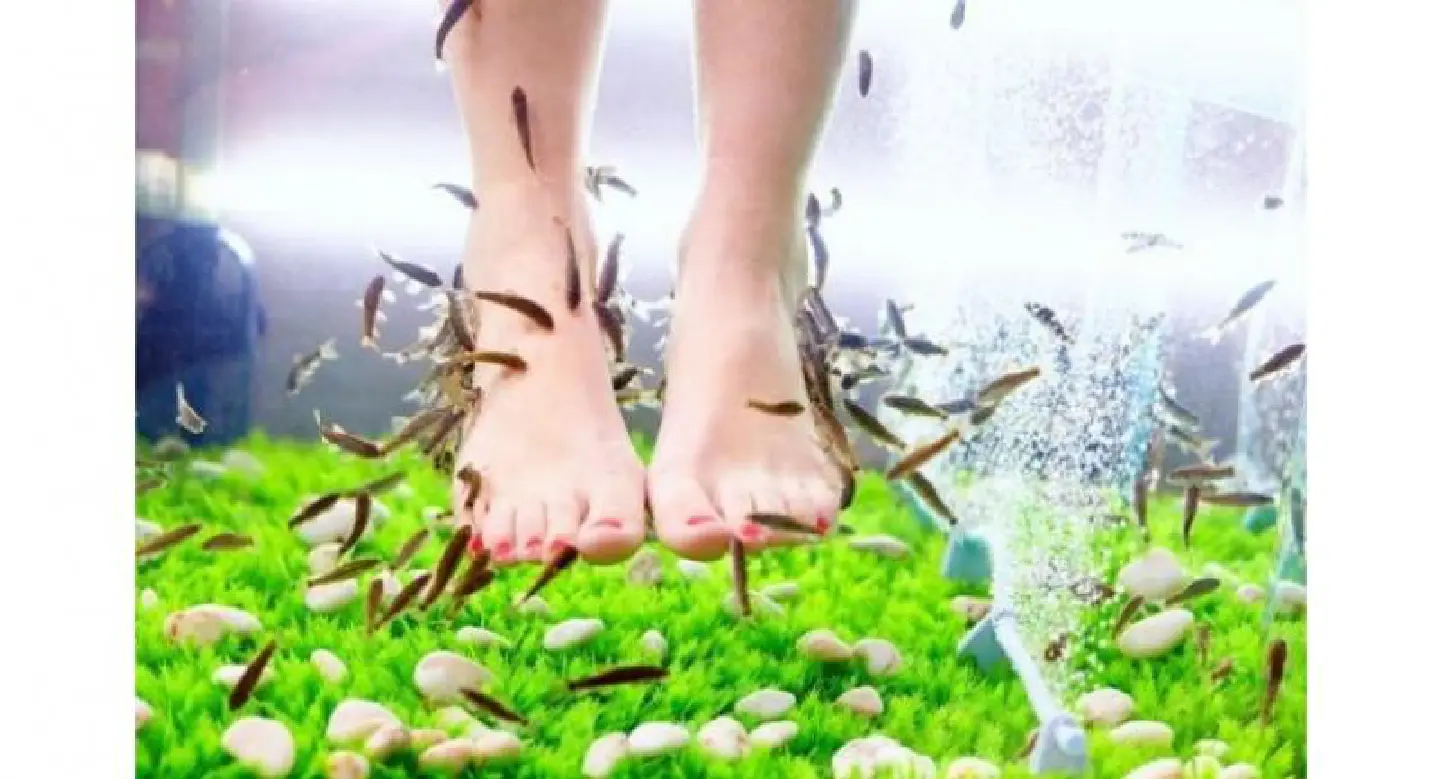 Woman loses toenails after fish pedicure Woman loses toenails after fish pedicure