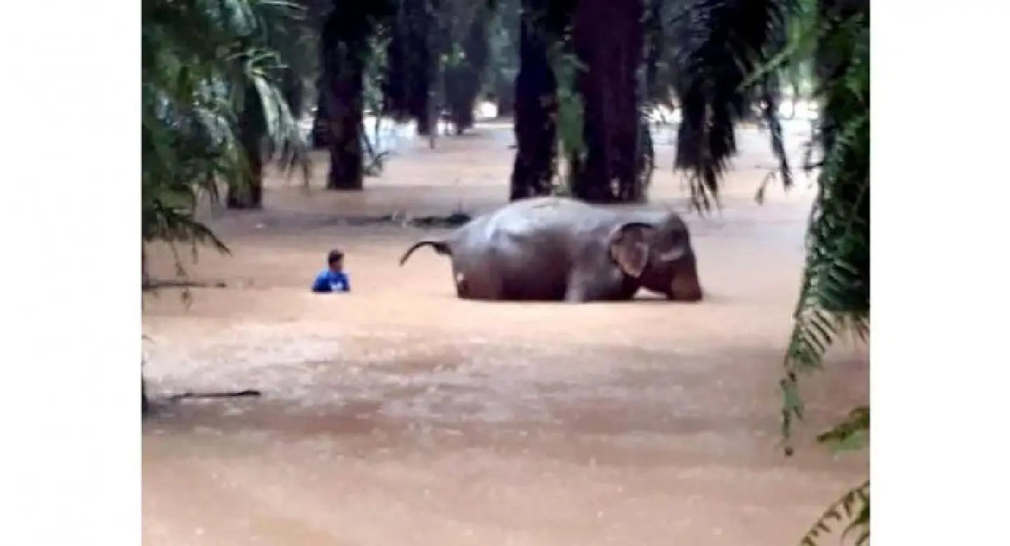 Chumphon on alert amid constant heavy rainfall Chumphon on alert amid constant heavy rainfall