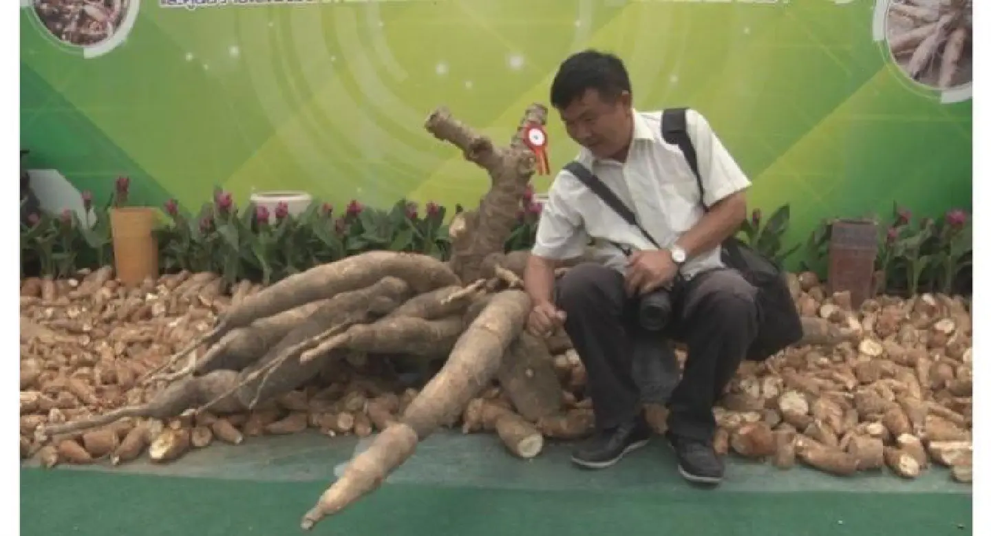 Monster cassava root gobbles top prize in Nakhon Ratchasima