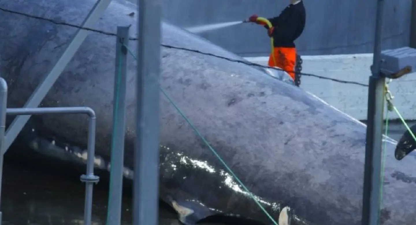 Outrage as Iceland fishermen kill rare whale Outrage as Iceland fishermen kill rare whale