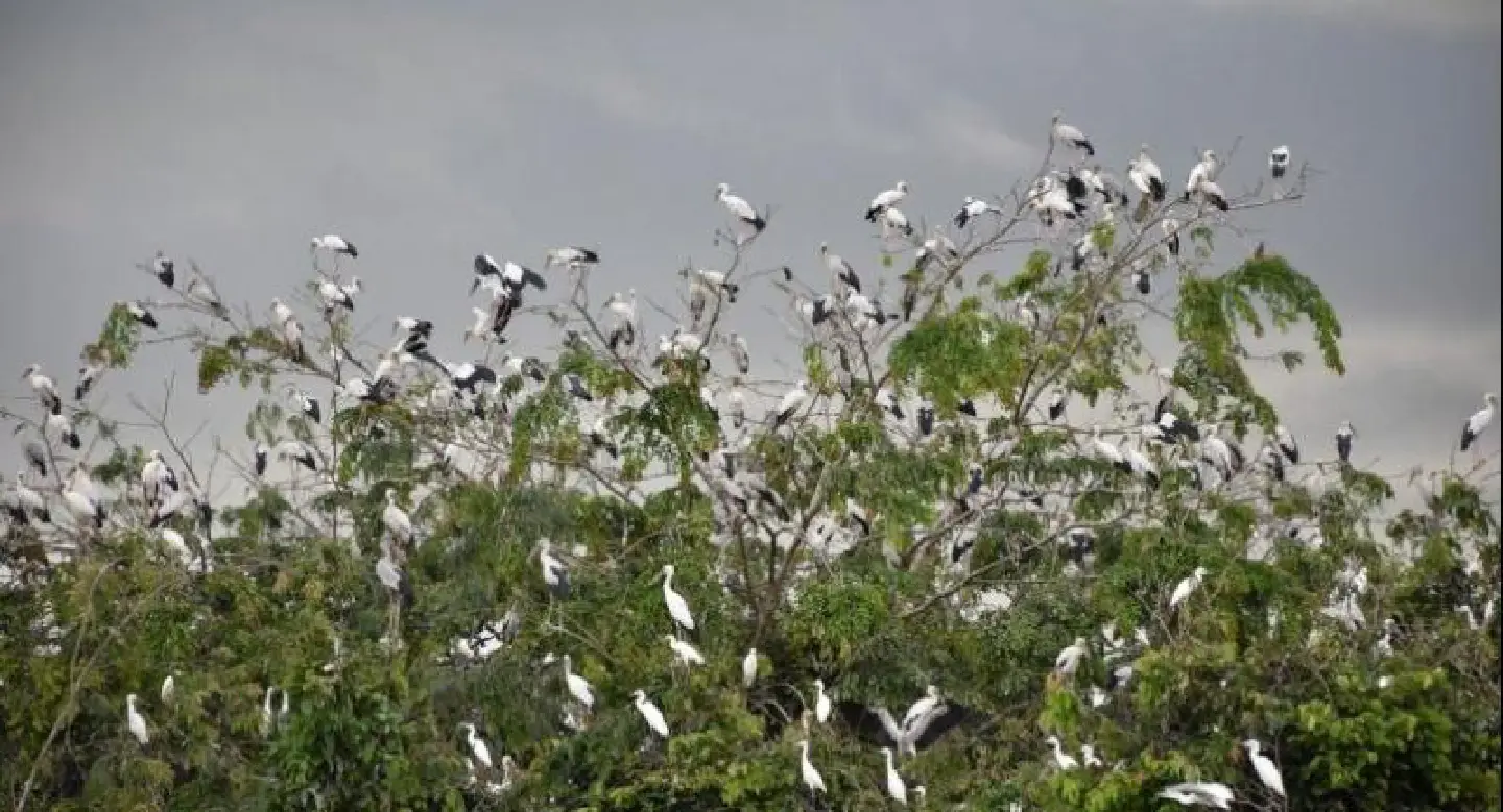 Storks, herons invade Uttaradit village, raising health concerns