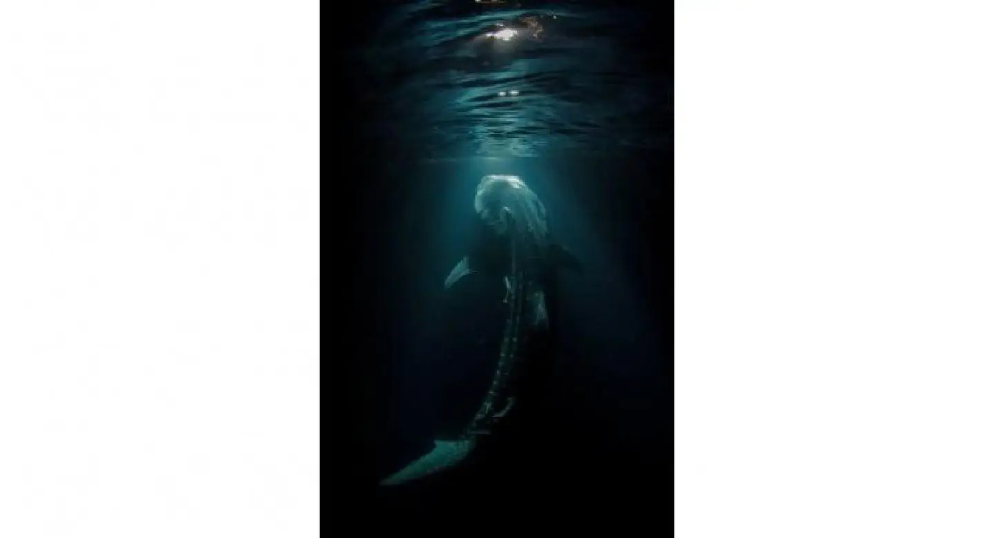 Our suffering seas Our suffering seas