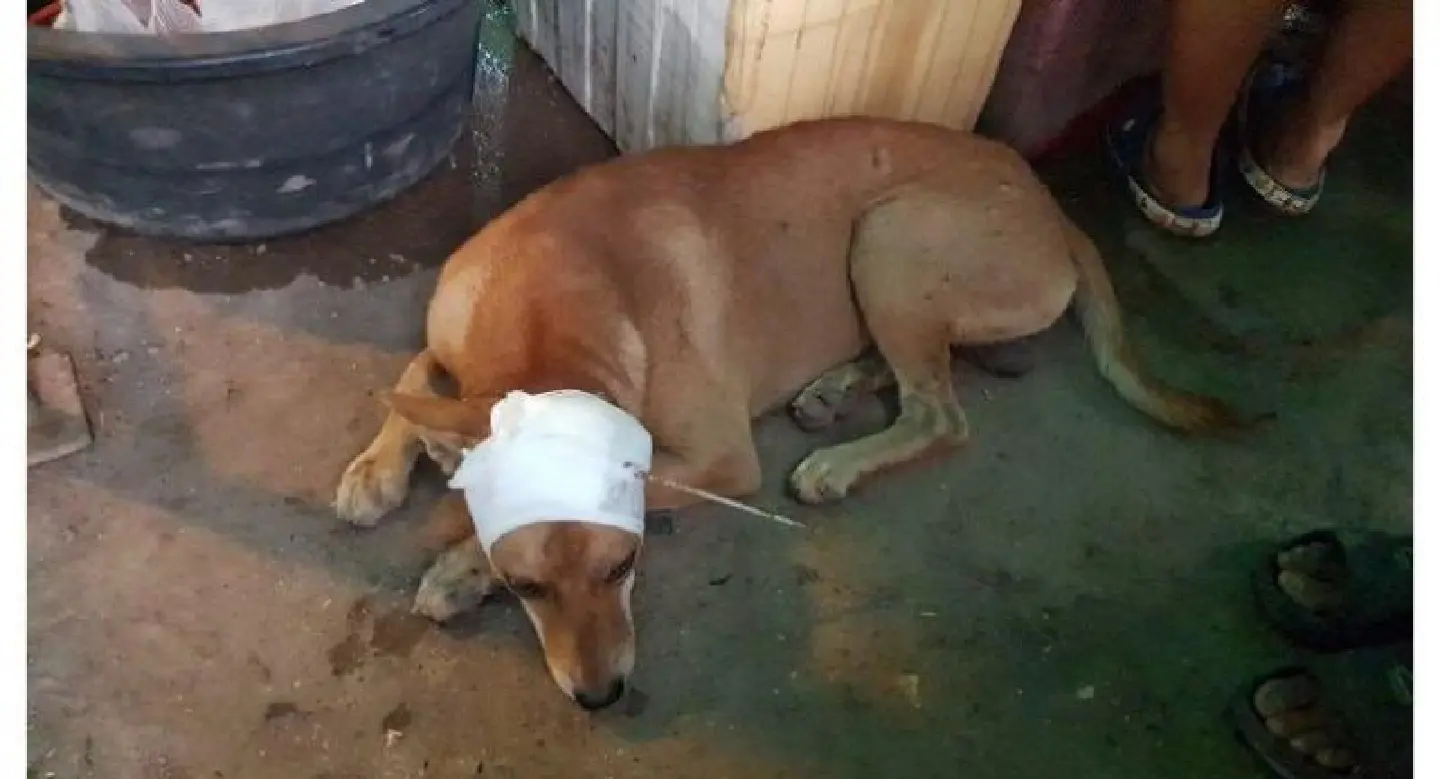 Dog shot in head with 25cm arrow saved by Samut Sakhon market vendors Dog shot in head with 25cm arrow saved by Samut Sakhon market vendors