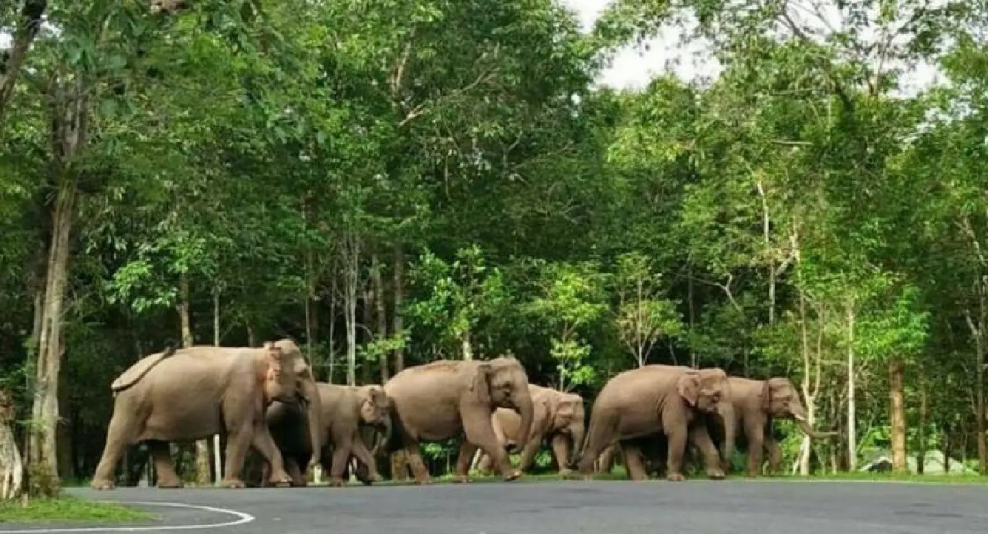 Seeking peace with the pachyderms