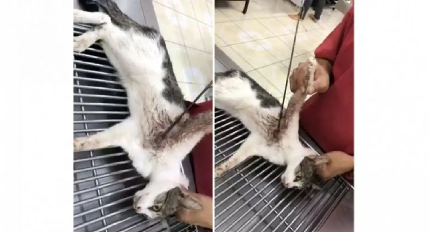 Police launches manhunt for suspect for serial cat shooting Police launches manhunt for suspect for serial cat shooting
