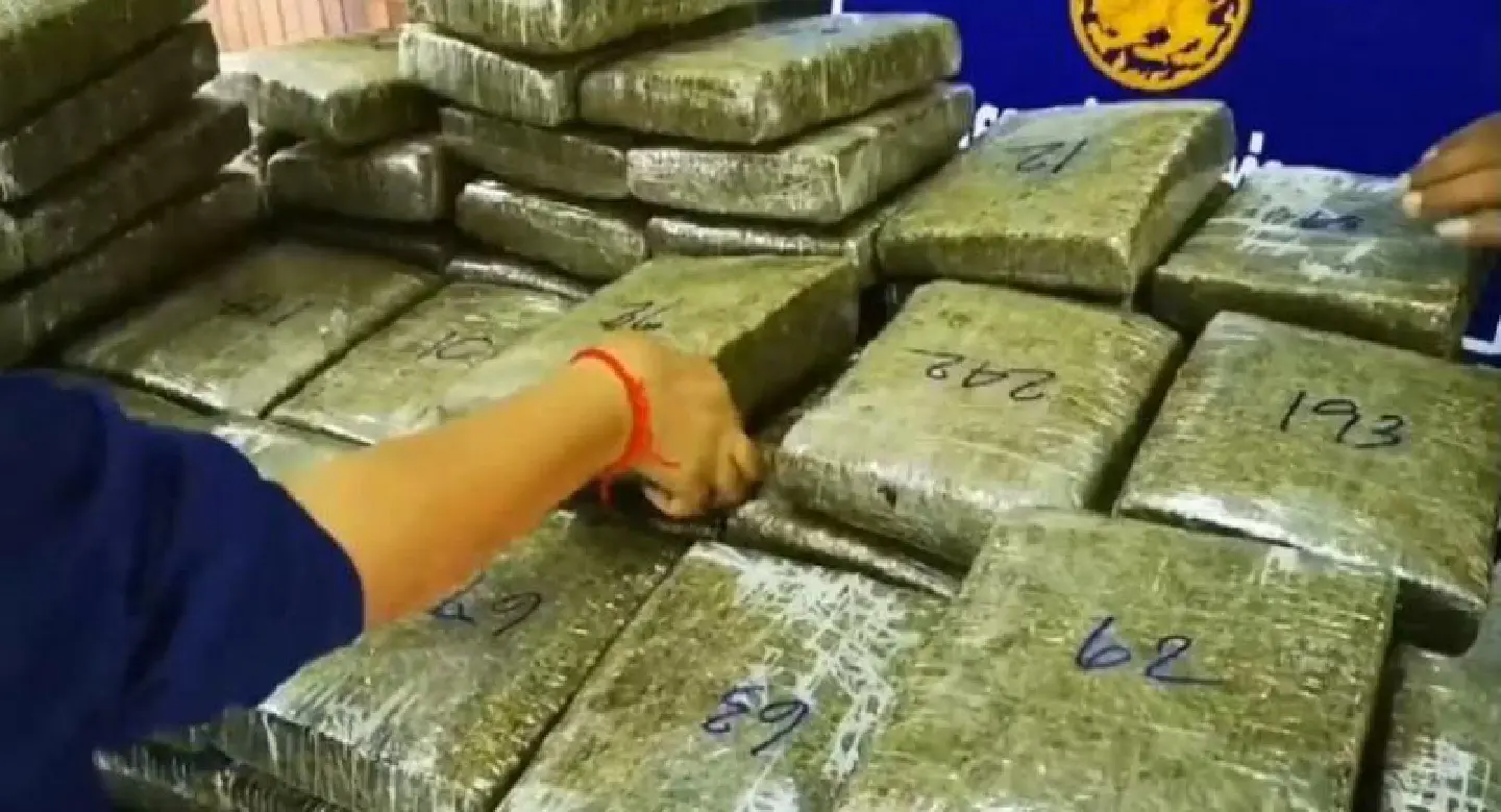 Marijuana seized in Nakhon Phanom Marijuana seized in Nakhon Phanom