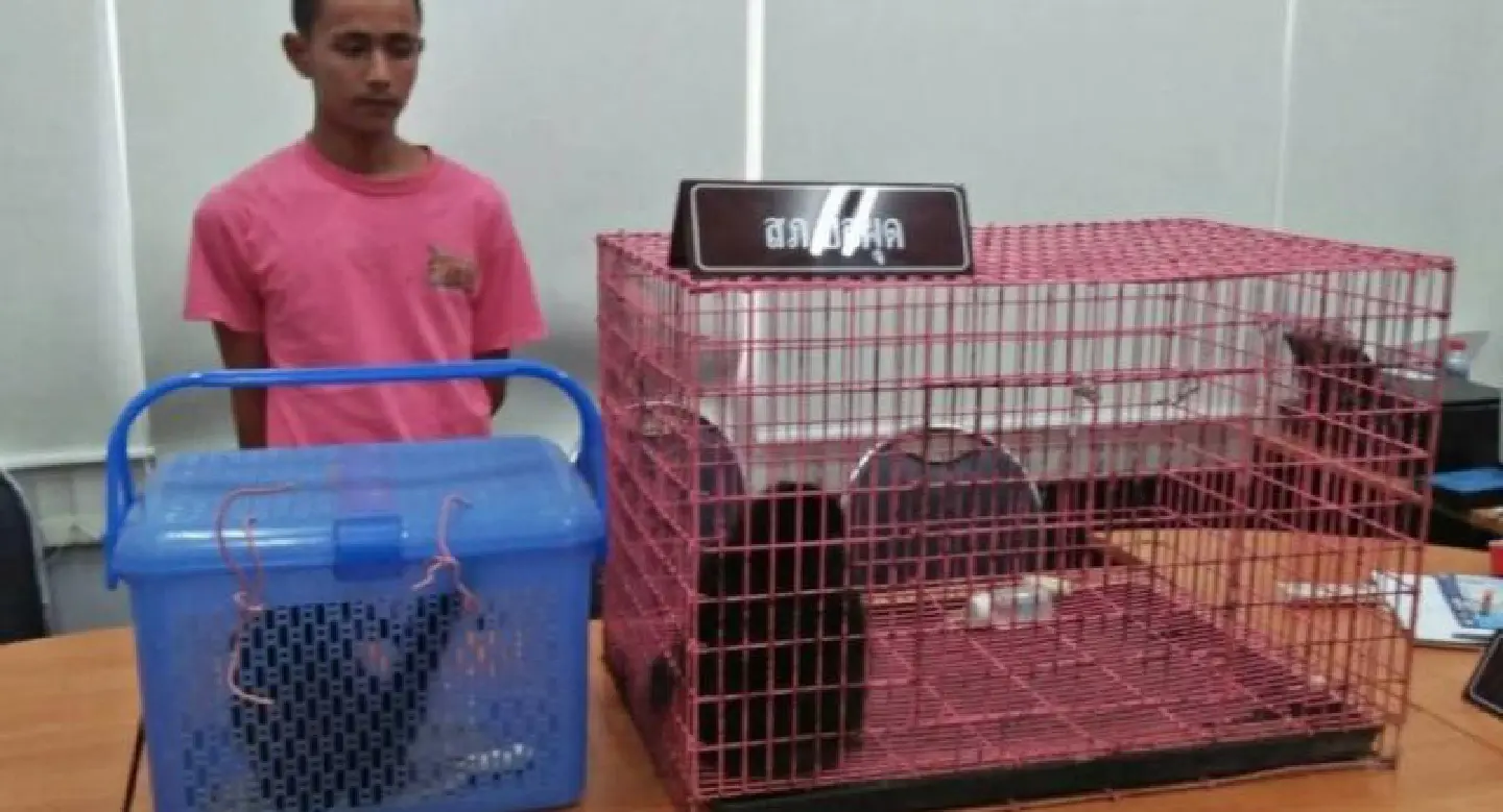 Two arrested on Koh Samui, three gibbons rescued Two arrested on Koh Samui, three gibbons rescued