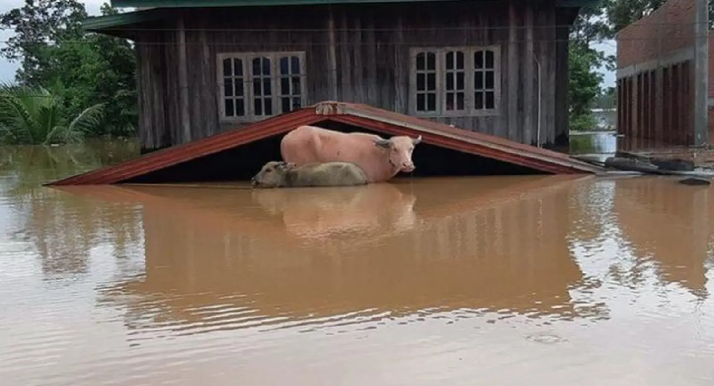 Rains hamper search for survivors after Laos dam collapse Rains hamper search for survivors after Laos dam collapse