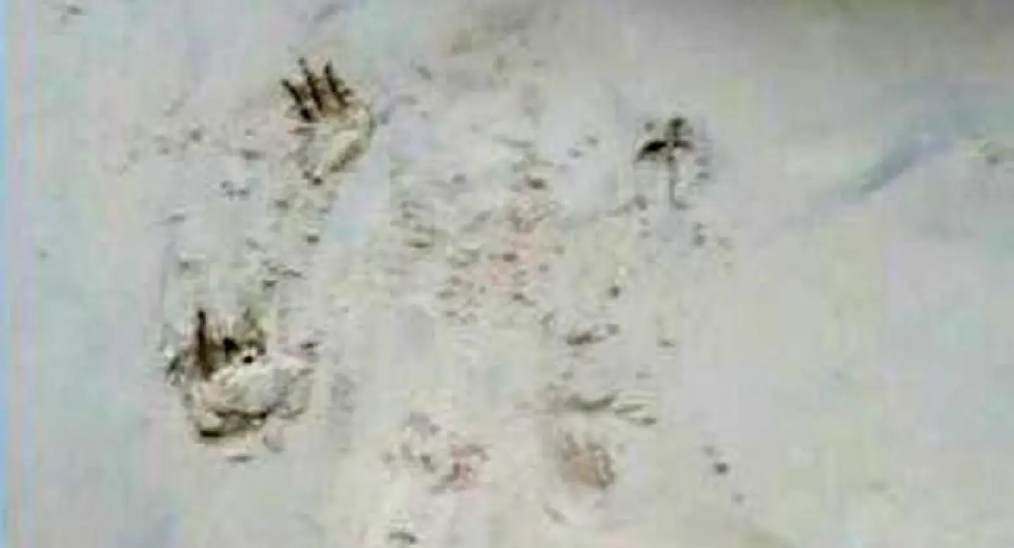 Rogue crocodile’s tracks found on Phuket beach