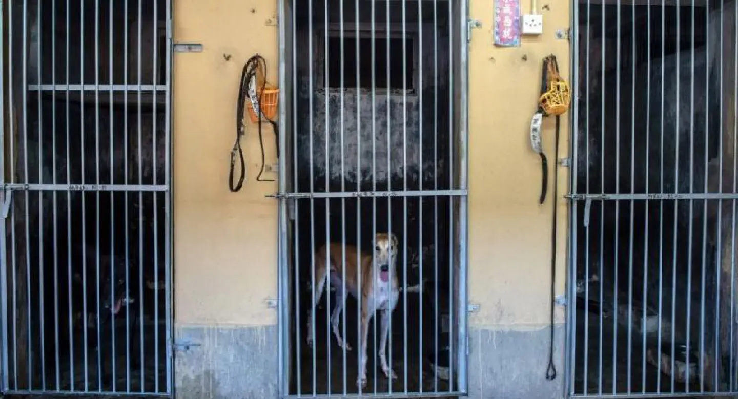 Hundreds of Macau greyhounds await their forever homes