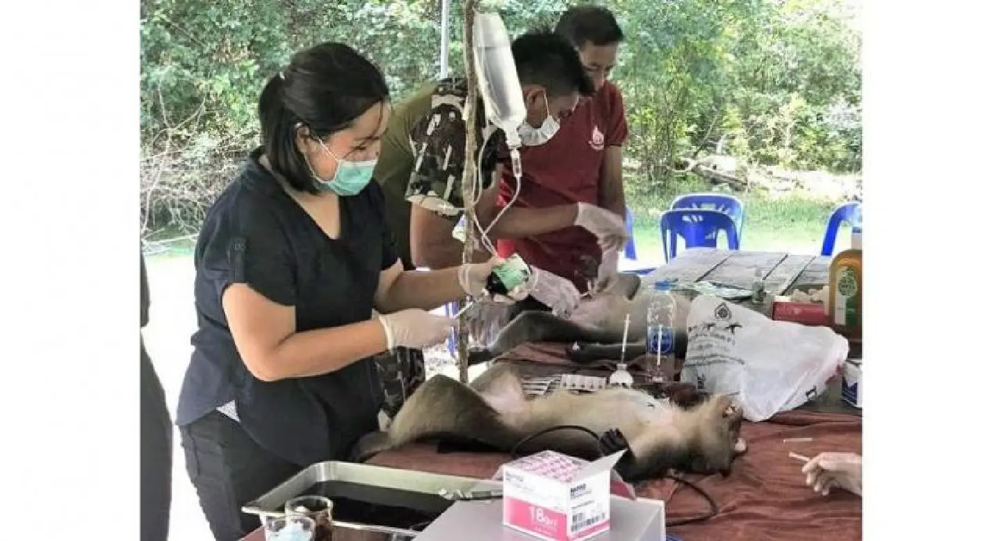 Krabi tackles macaque overpopulation