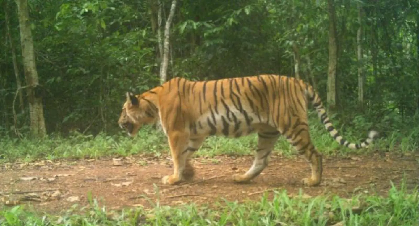 SPECIAL REPORT: Clawing back the tiger population