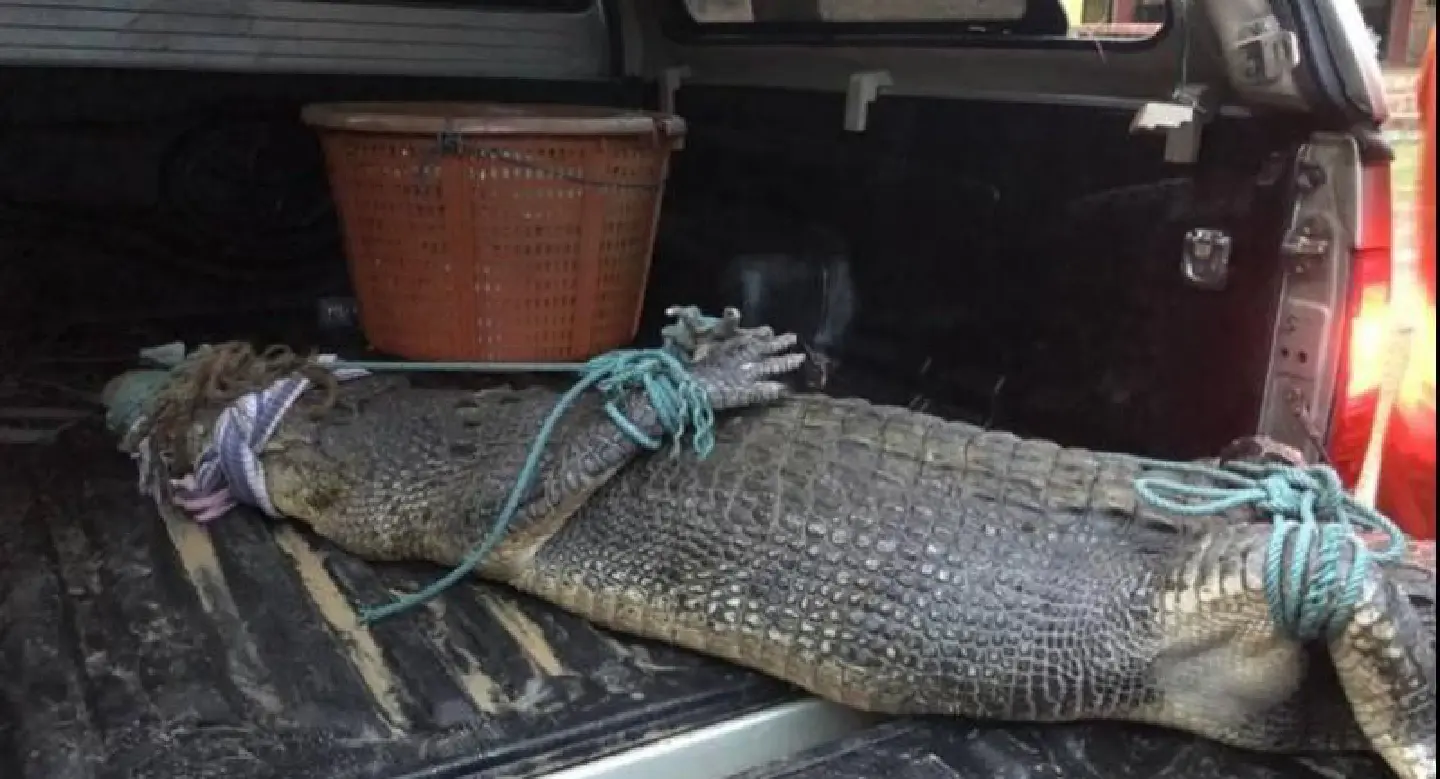 Phuket’s ‘Yanui’ crocodile netted off Layan Beach by fisherman, specialist team