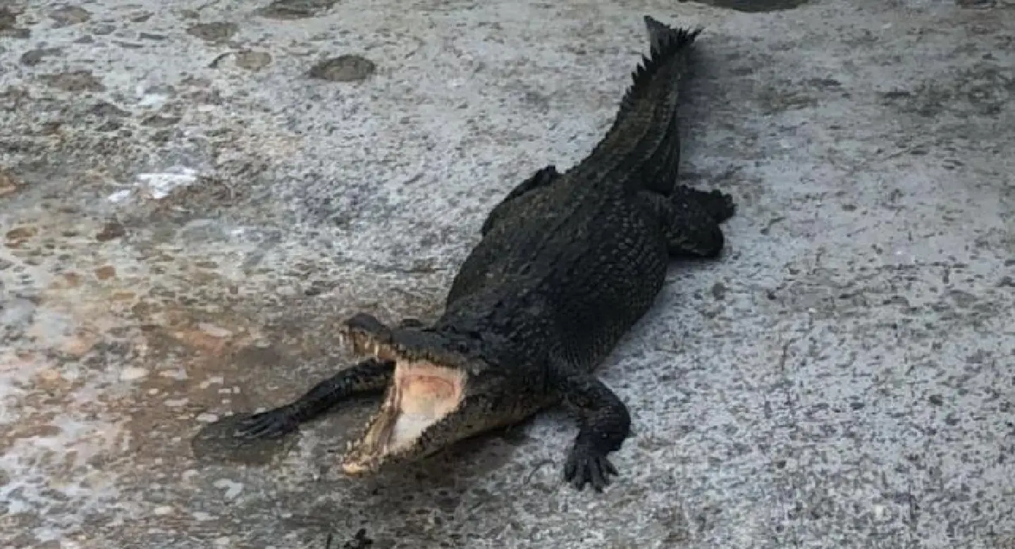 Phuket warns of action against croc breeders Phuket warns of action against croc breeders