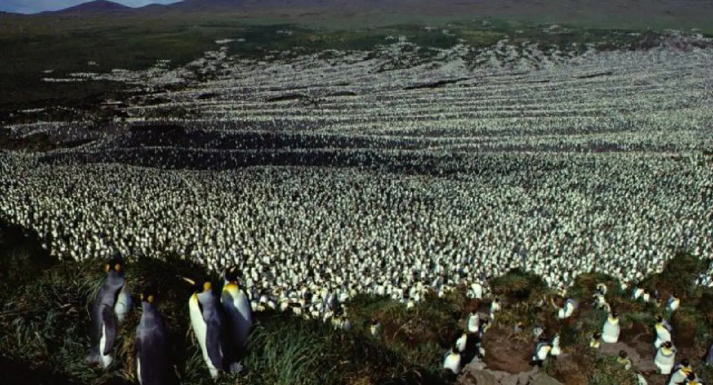 World's biggest king penguin colony shrinks 90 percent
