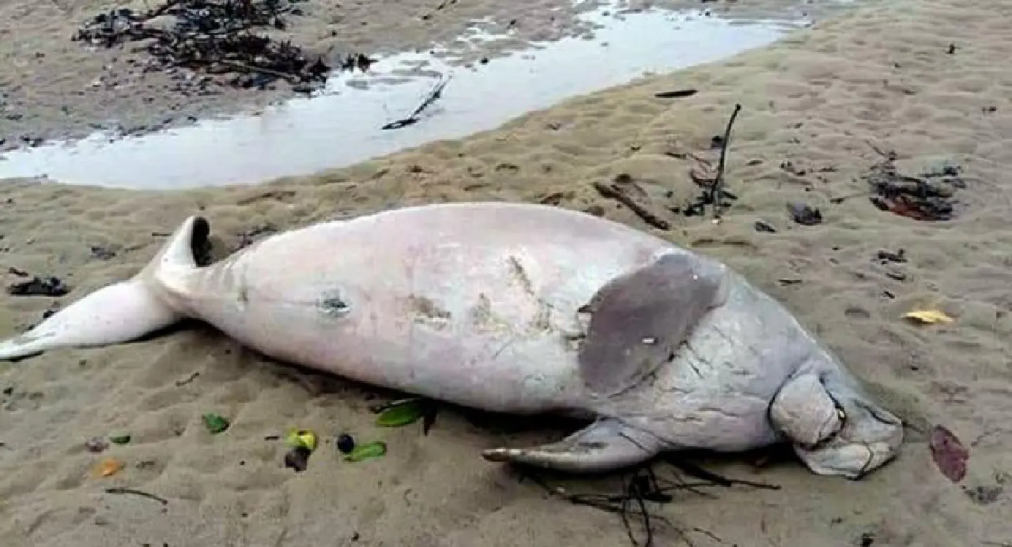 Dead dugong found off Phang Nga Dead dugong found off Phang Nga