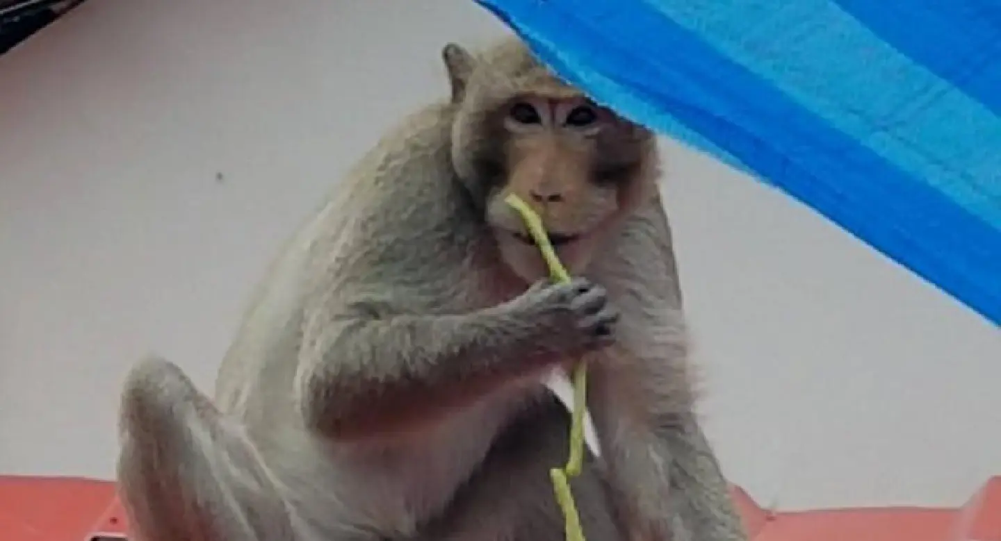 Chon Buri vendor complains of monkey invasion Chon Buri vendor complains of monkey invasion