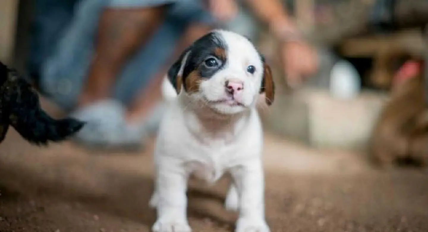 The deadly link between Thai puppy factories and rabies The deadly link between Thai puppy factories and rabies