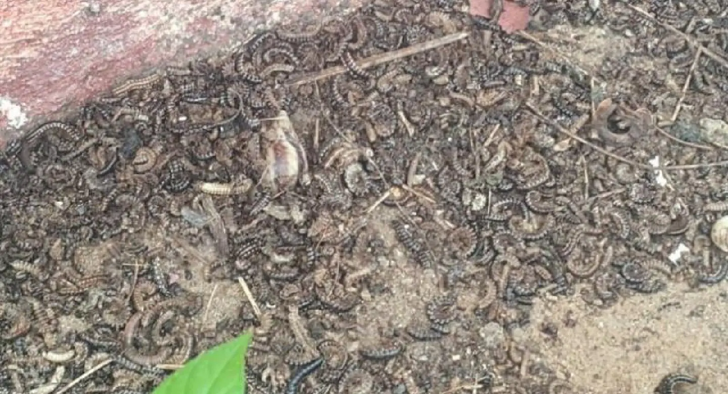 Krabi suffers millipede invasion Krabi suffers millipede invasion