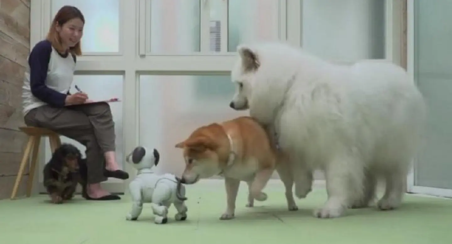 Robot dog Aibo can make friends with real dogs and teach them social skills, says Sony Robot dog Aibo can make friends with real dogs and teach them social skills, says Sony
