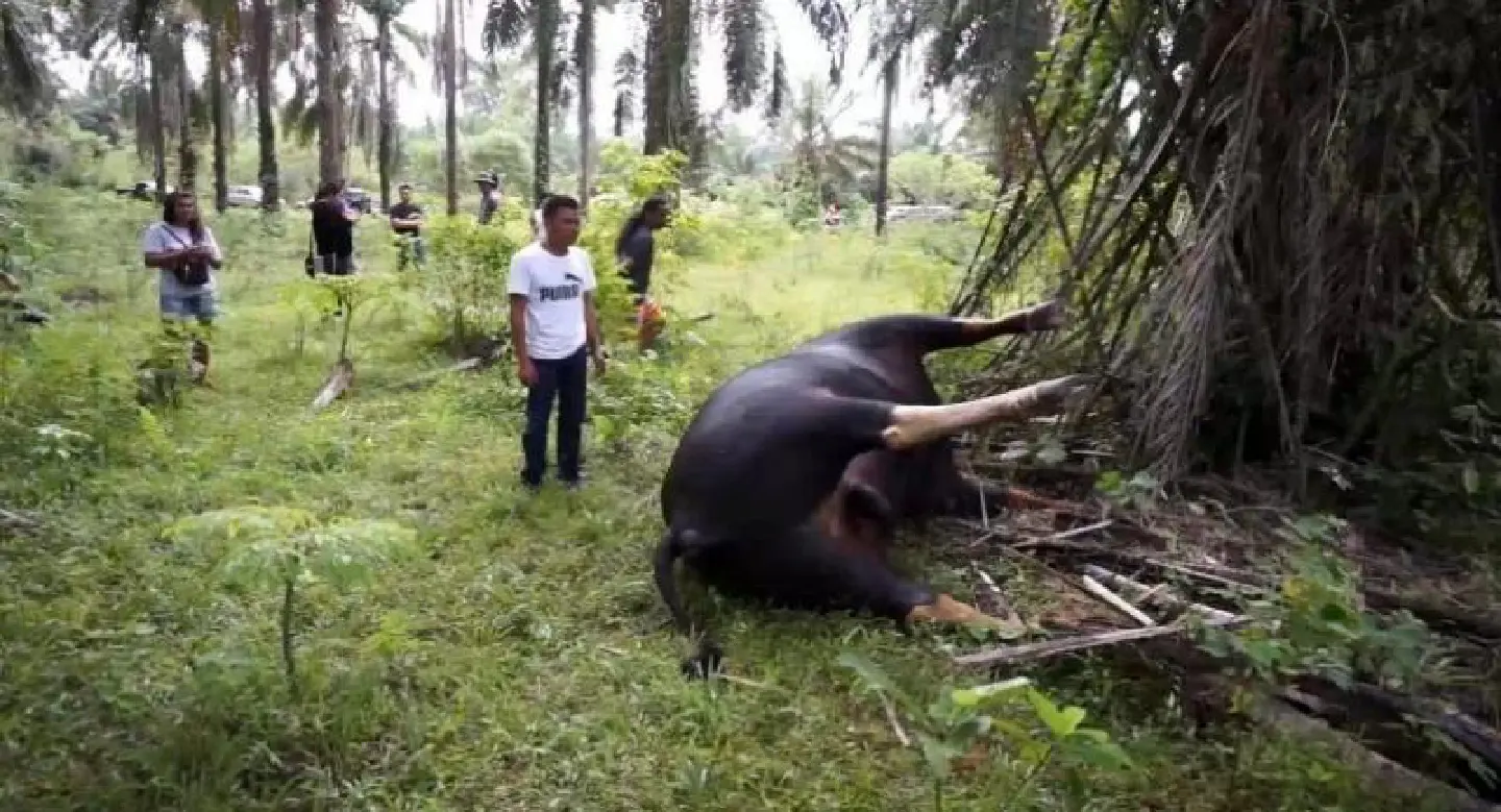 Villagers in shock as Chumphon's famous “superdad” gaur found dead Villagers in shock as Chumphon's famous “superdad” gaur found dead