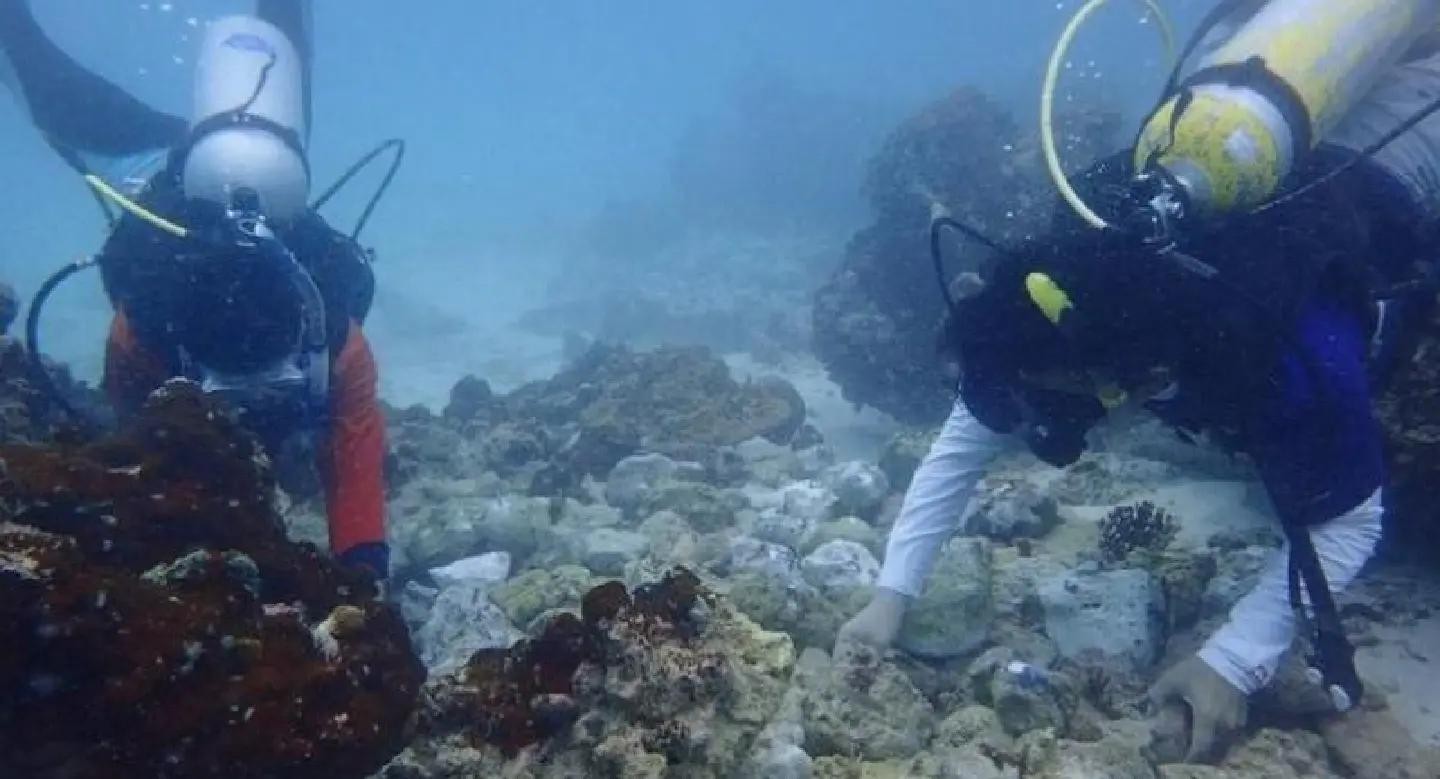 Bid to replant Maya Bay coral hit by monsoon Bid to replant Maya Bay coral hit by monsoon