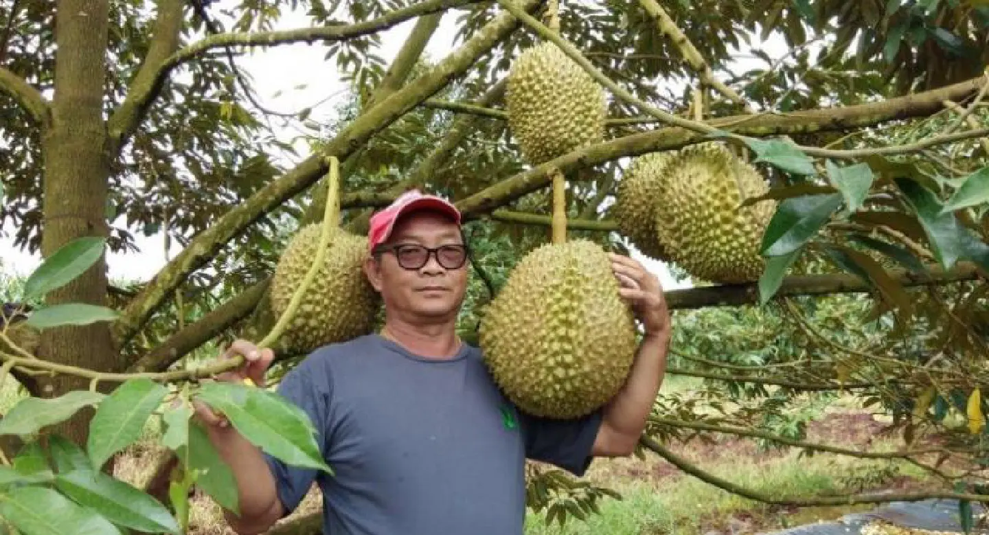 Giant 18-kg durian in Tak put on auction