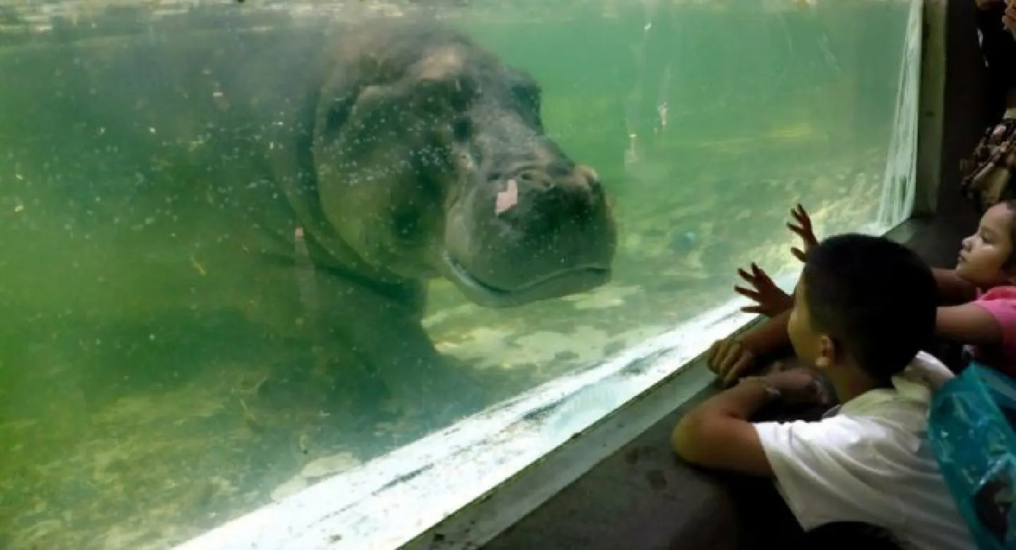 Famous Bangkok zoo about to shut after 80 years
